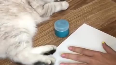 painting cat