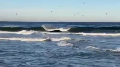 Another Dead Whale Has Washed Up Into The Surf In New Jersey