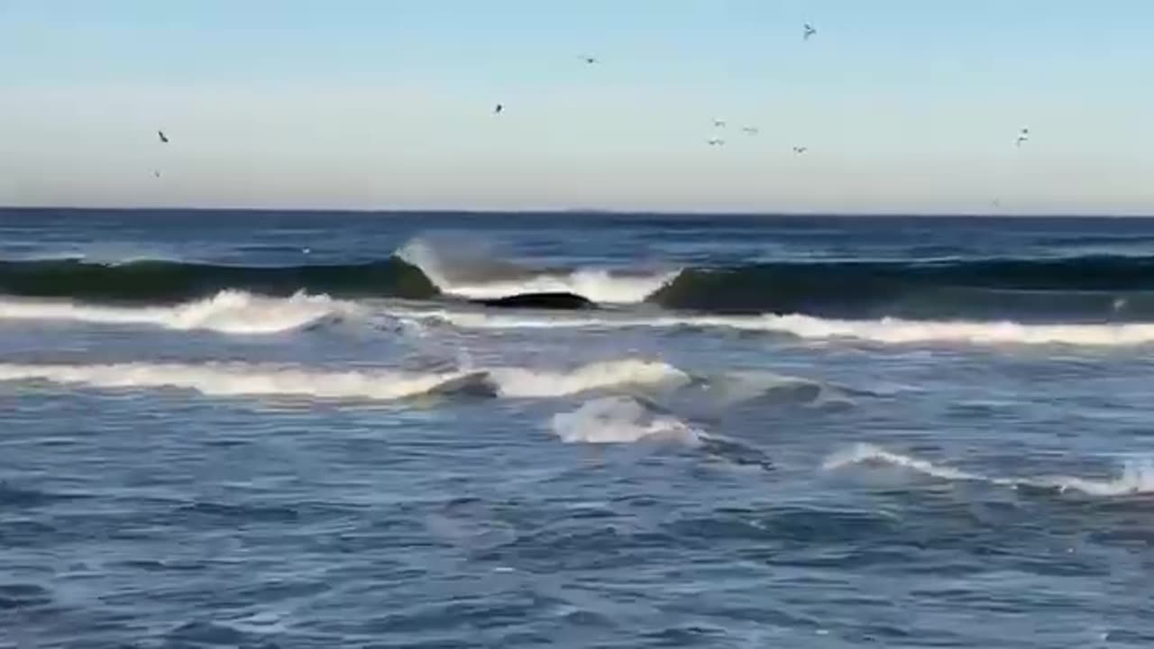 Another Dead Whale Has Washed Up Into The Surf In New Jersey