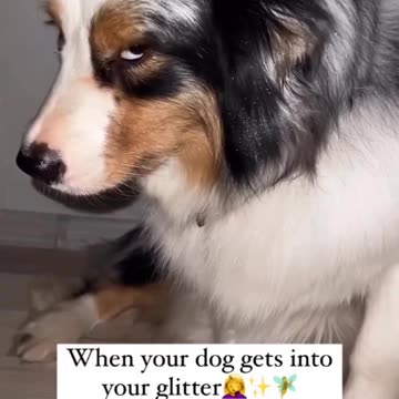 Glitter dog 😂🤣😂😍