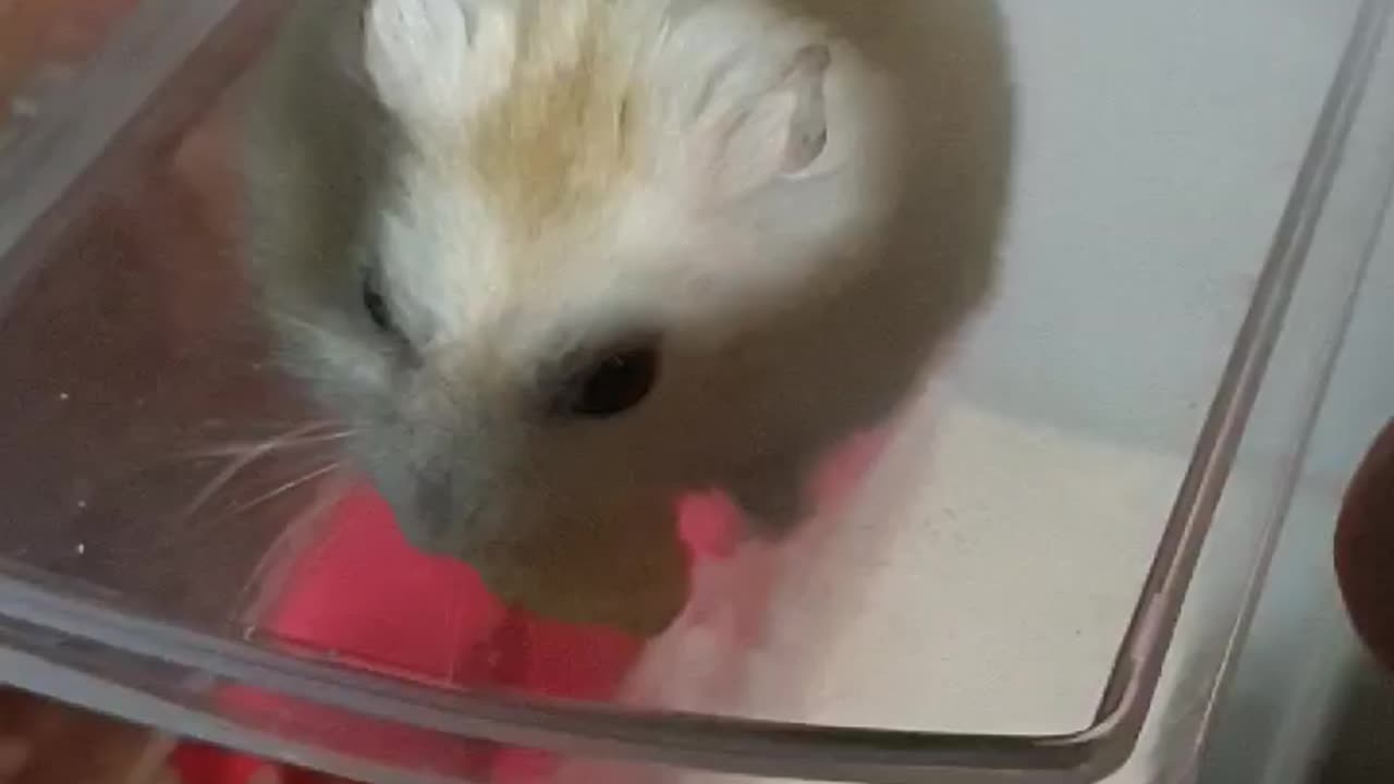 give the hamster a snack