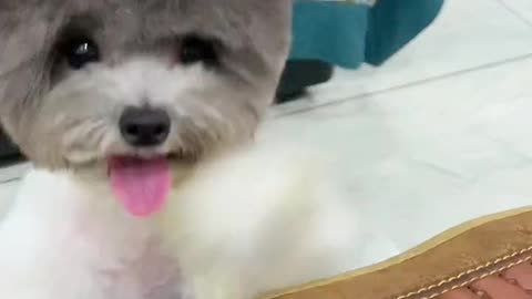 All say little teddy intelligence quotient is very high, fire flower