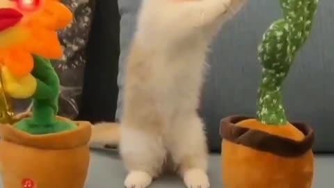 CAT DANCING VIDEO | CAT DANCE WITH FLOWERS |