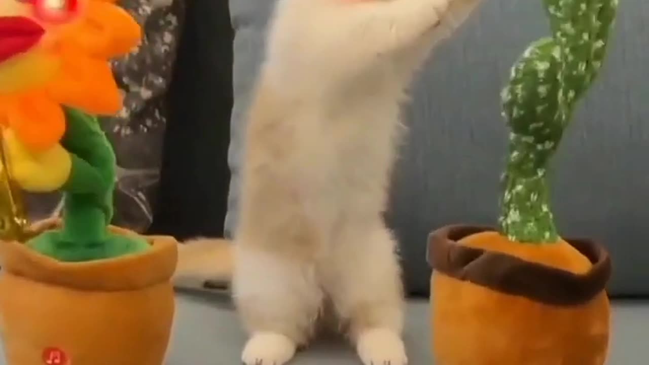 CAT DANCING VIDEO | CAT DANCE WITH FLOWERS |