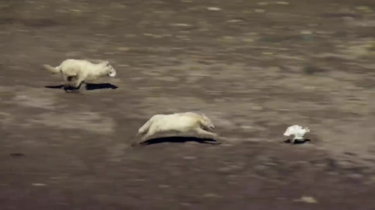 this is how arctic wolves hunt