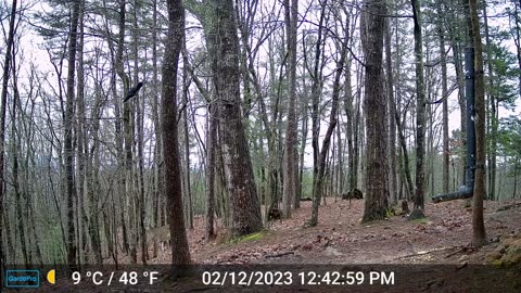 The Woods – 02/13/2023