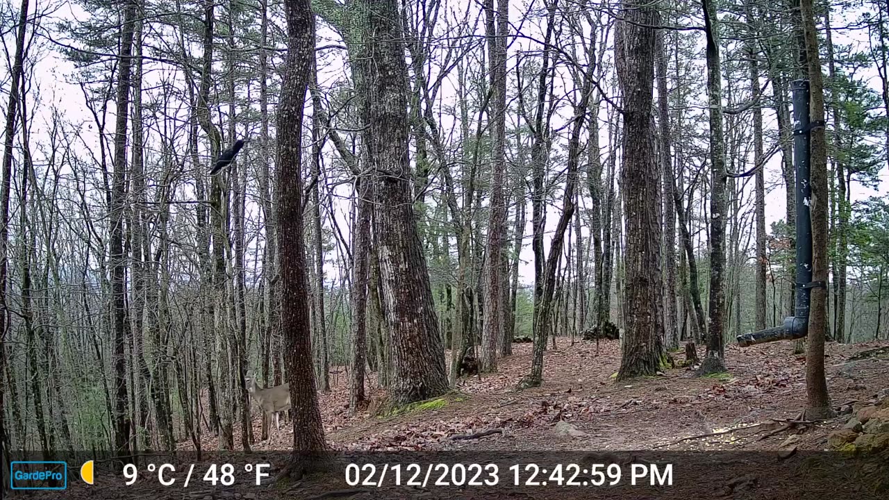 The Woods – 02/13/2023