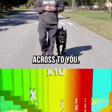 Do Dogs Have Better Attention Spans Than Humans?