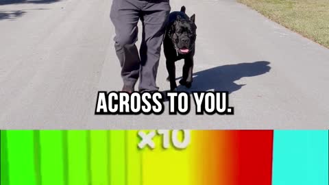 Do Dogs Have Better Attention Spans Than Humans?