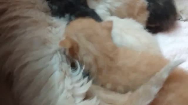Persian Cat feeding Its Kitten