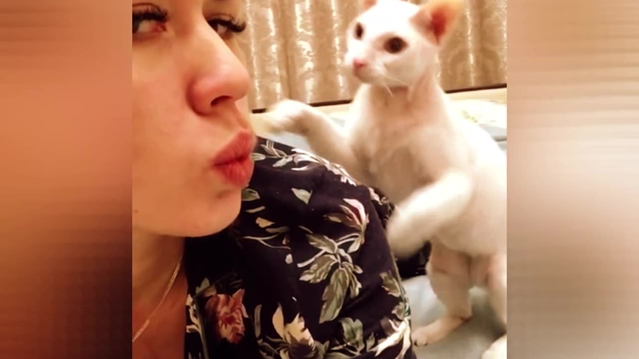 Cats Funny Cat Shorts 😹 #shorts Pets #cat Kittens #animals Videos #cats Pet #pet