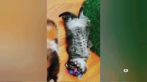 Funny 😹 video cat