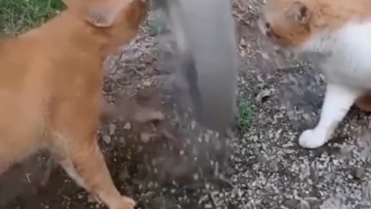 #funny #neiperte #funnyvideos #funnyreels #funnymemes #funnymoments #short #funnycats