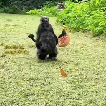 Drawing the Wild: Birds in Every Detail