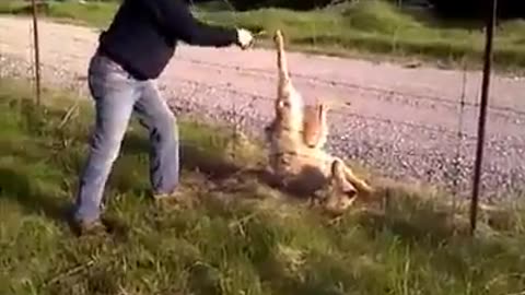 Man sets wolf free from the fence. Please retweet if you think he did the right thing.