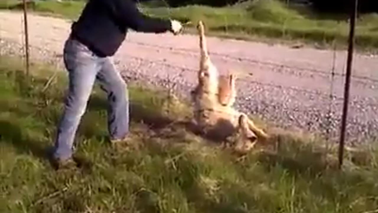 Man sets wolf free from the fence. Please retweet if you think he did the right thing.