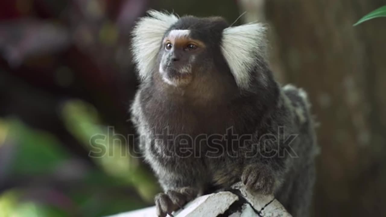 The black-tufted marmoset (callithrix penicillata),