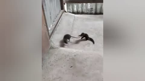 mink attacks vole