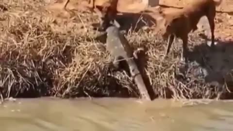 dogs attack nile lizard