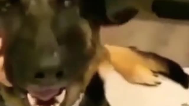 Baby And German Shepard Laughing Out Loud 😂👶🐕‍🦺 #shorts #viral