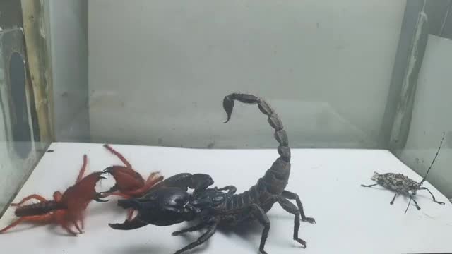 Scorpion vs 2 camel spiders - what will happen