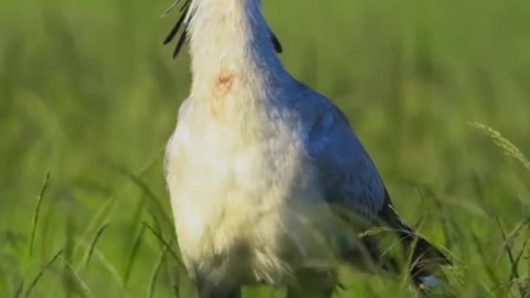 Secretary bird, a species native to Africa