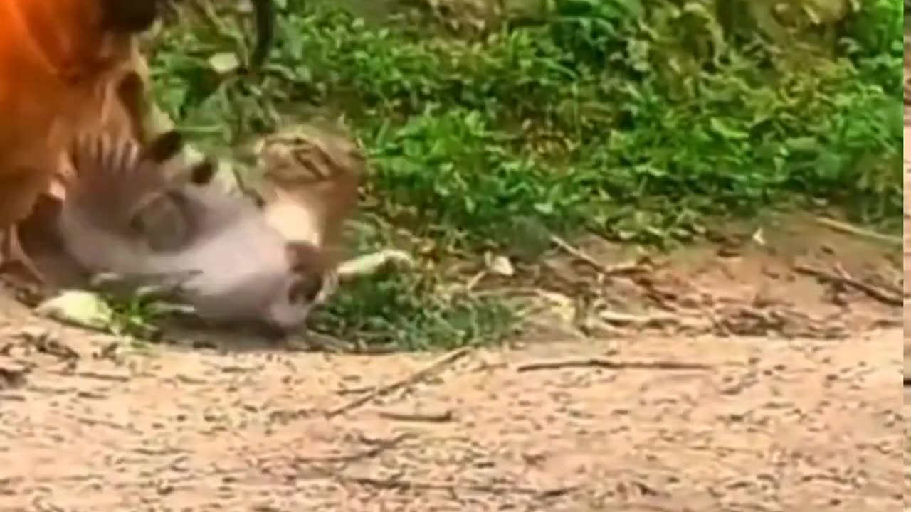 Animals viral video - Animals funniest fighting