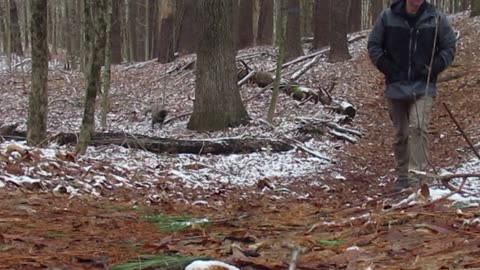 French Bull Dog Trips Over Log