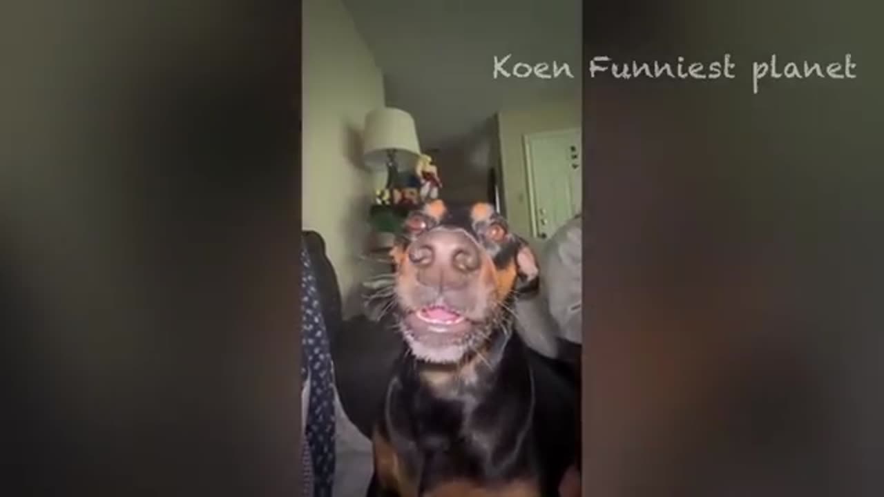 Funny dogs and cat videos 2024🤗- best funniest animal videos of the week🤗❤️