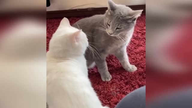 Funniest Cats 😹 - Don't try to hold back Laughter 😂 - Funny Cats Life