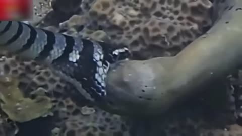 sea ​​serpent attacks moray eel