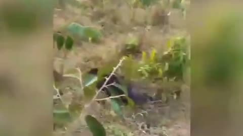when a pack of peccary finds the dog