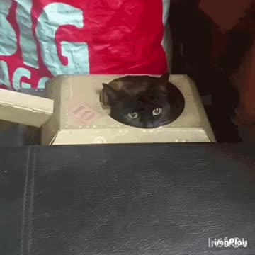 Cute Cat Gif
