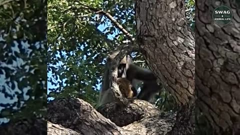 Wild Animal Life: Baboons Kidnap Lion Cubs And It Has A Heartbreaking End