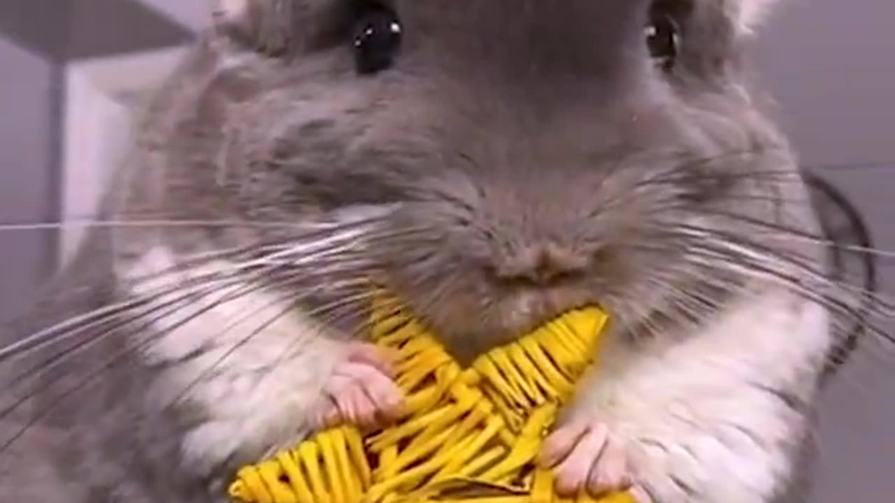 This Adorable Chinchilla Will Make Your Day!