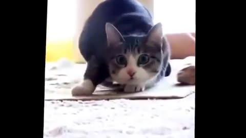 Dancing cat