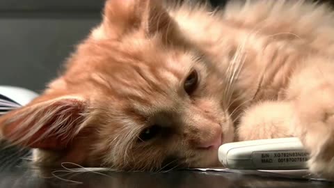 Viral cat video 🐈🐈🐈🐱🐱