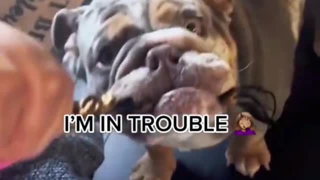 Funny Animal Videos 2023 π - Funniest Pets Cats And Dogs Video πΊπ