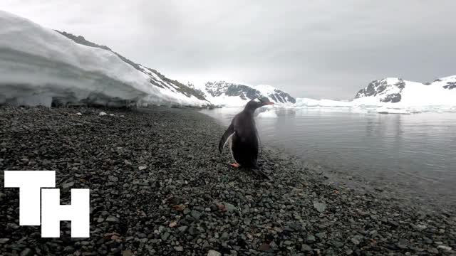 Antarctica