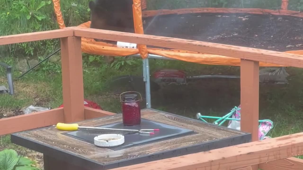 Black Bear Caught Playing On Connecticut Trampoline