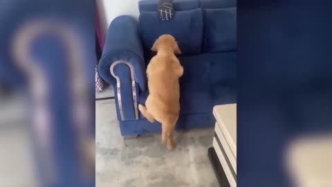 Funniest Animal Videos of Dogs and Cats 2023 #4