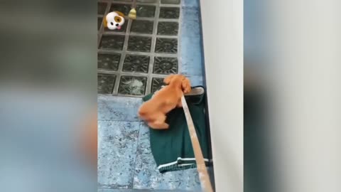 Funniest Animals 2023 😂 Funny Cats and Dogs 🐱🐶 _ Funny Animal Videos 2023