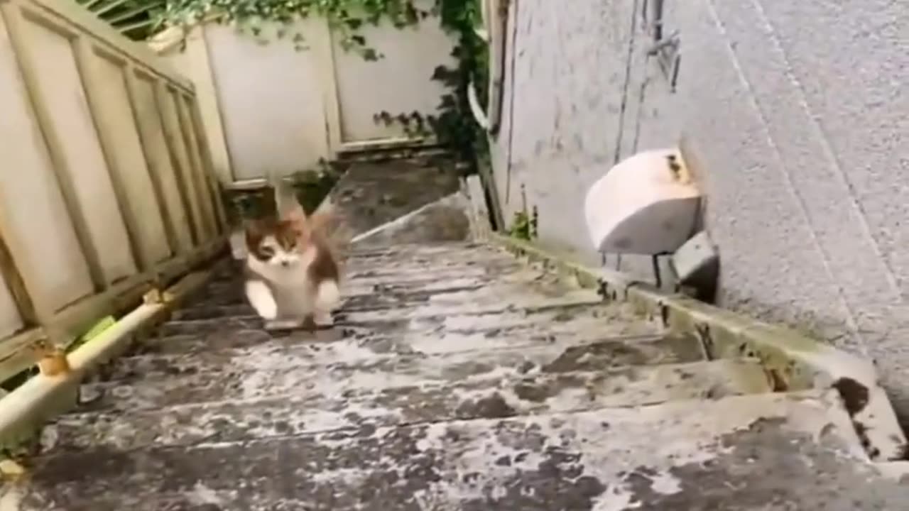 Funny dogs and cats video