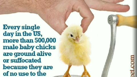 They Sell You CRAP 💩 Fast Food Meat Milk Chicken Pig Cow Industries not Farms McDonald's Arby's