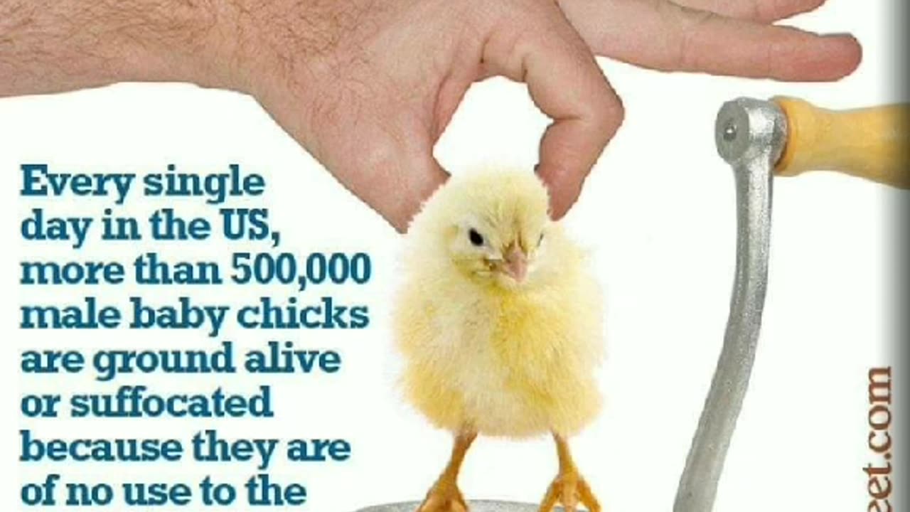 They Sell You CRAP 💩 Fast Food Meat Milk Chicken Pig Cow Industries not Farms McDonald's Arby's