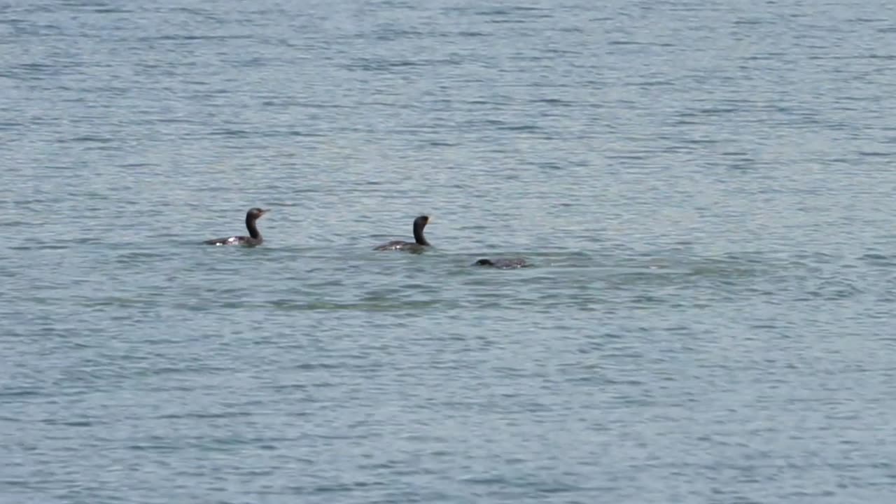 5-6-2024: Mockingbird and new family of Cormorants