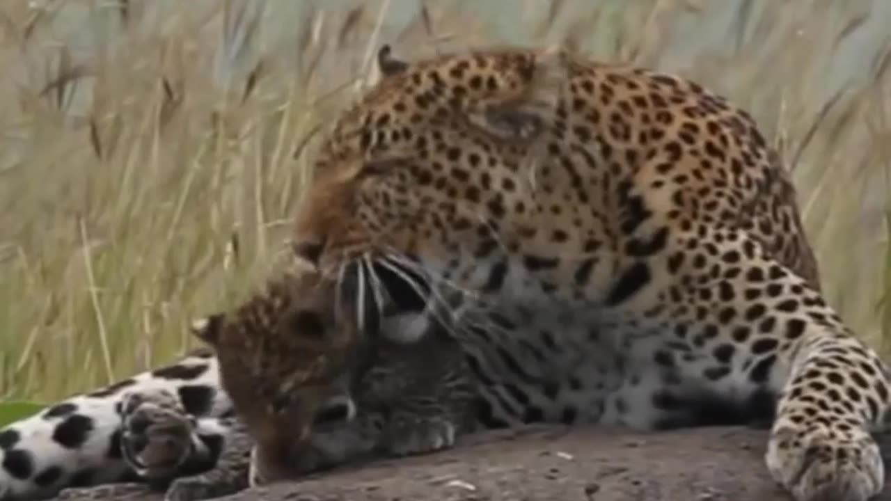 Mamãe Leopardo brincando com seu filho, lindo demais!.