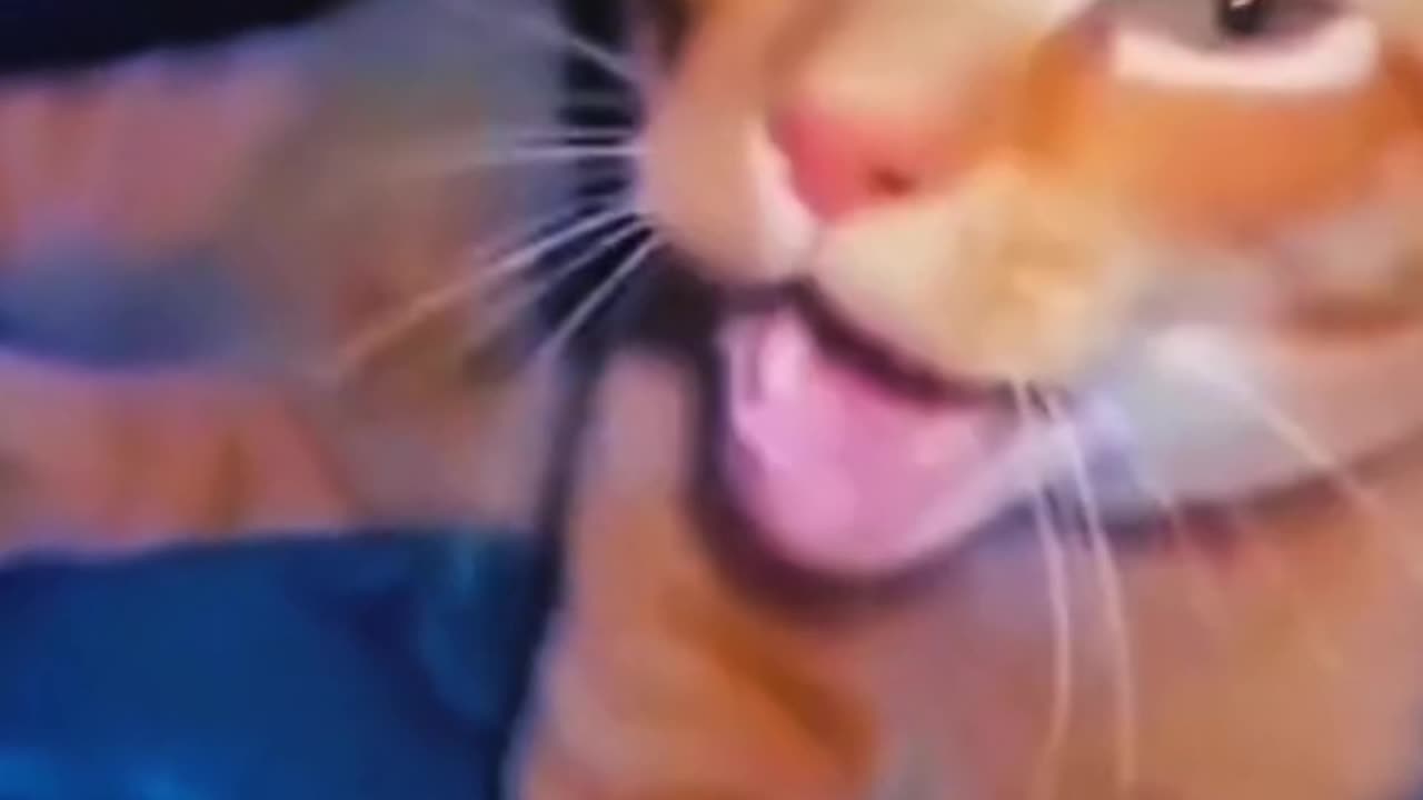 Part 5 | Funny cat videos