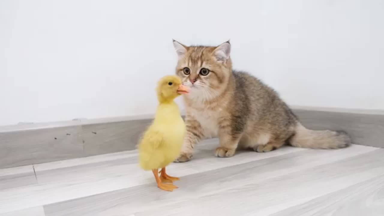 Kitten Sees First Time baby Duck