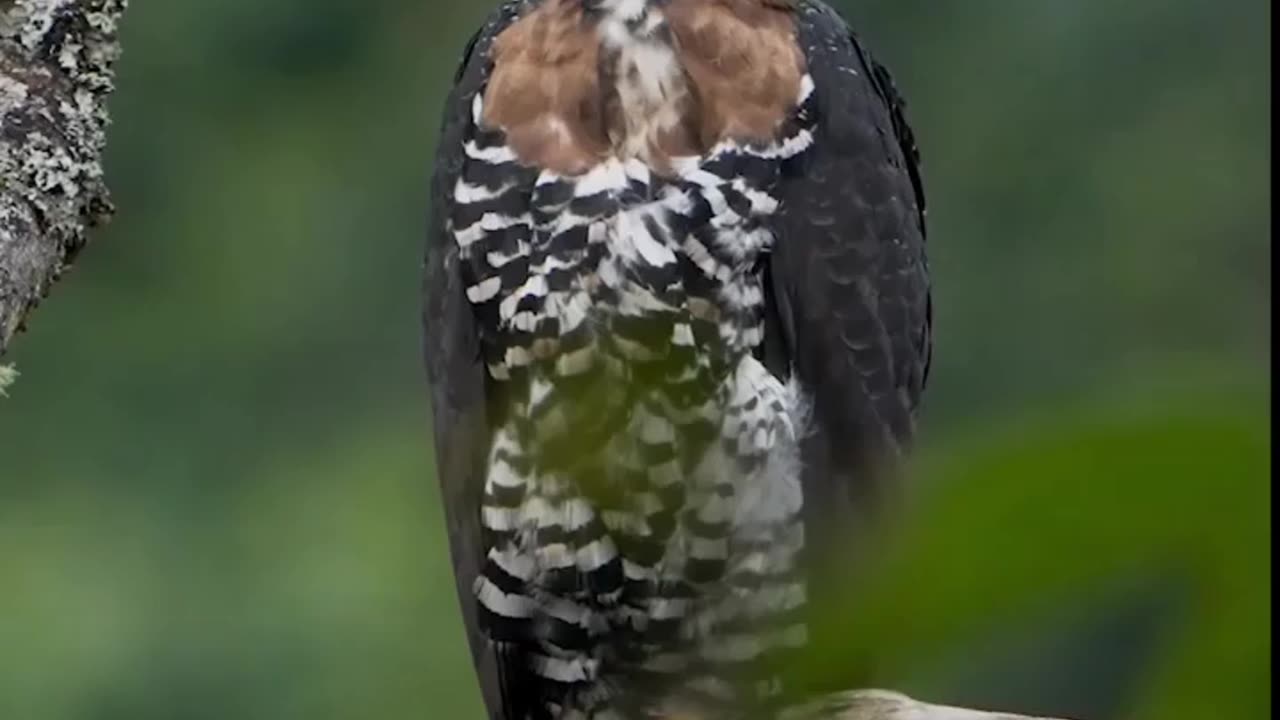 A bird standing on a tree